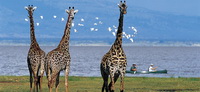 Safari Ngorongoro 